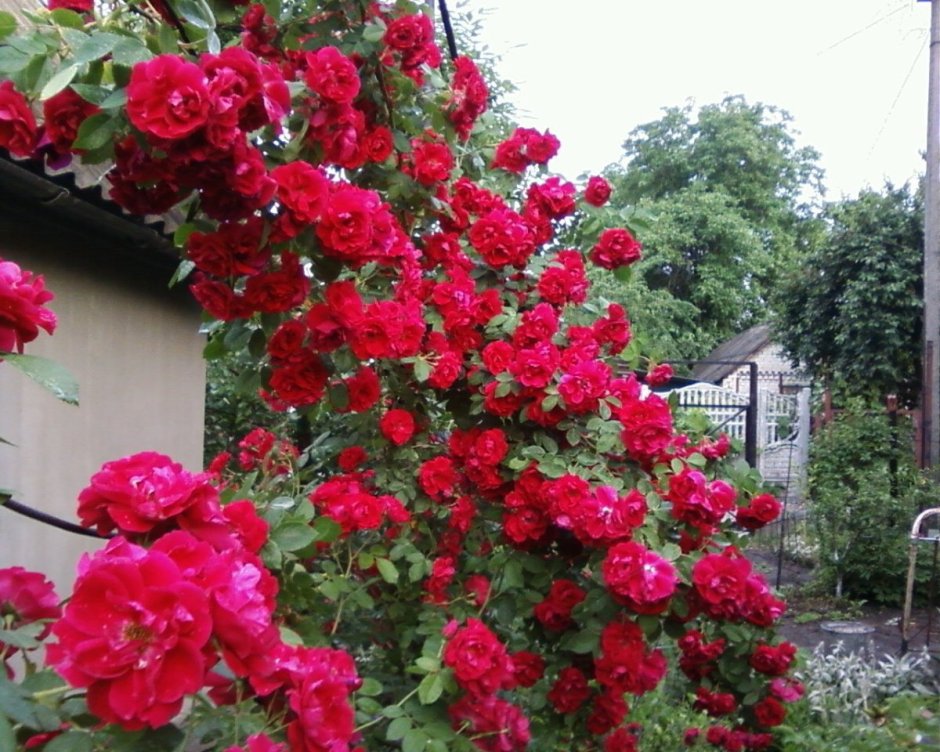 Роза плетистая Baikal