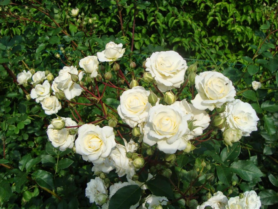 Штамбовая роза белая