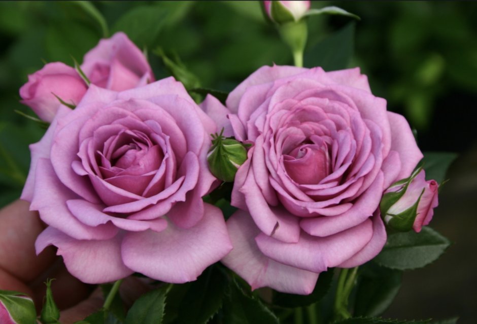 Роза флорибунда малиновая
