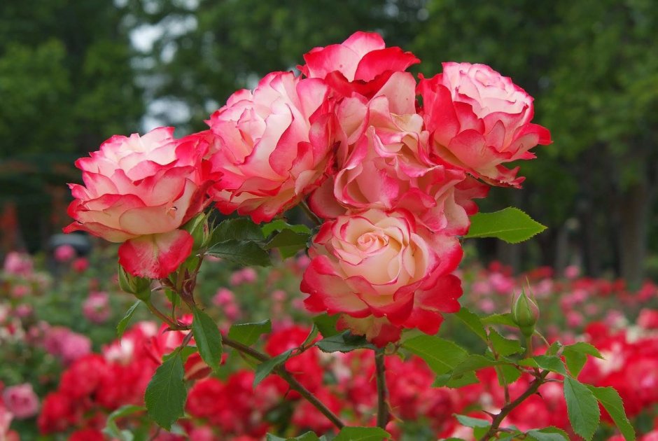 Роза флорибунда ледреборг