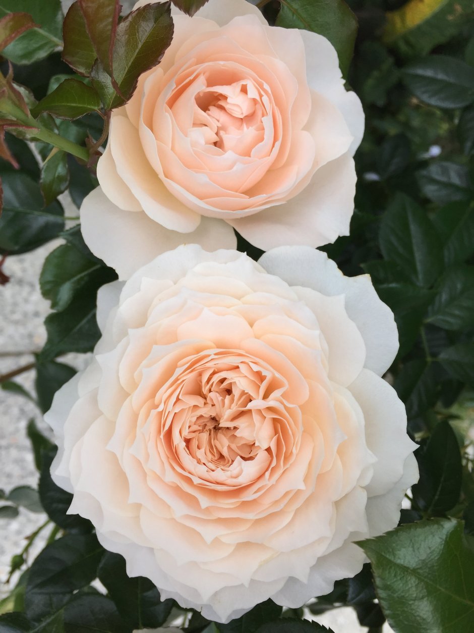 Катрин роза флорибунда