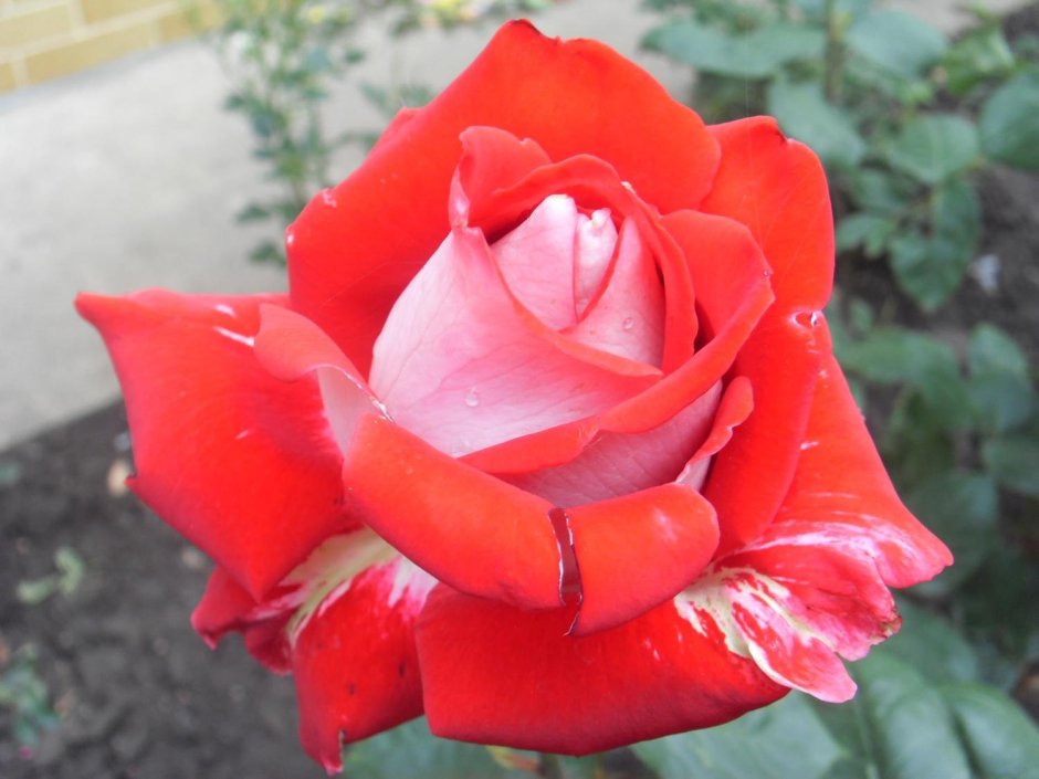 Розы бирюзового цвета