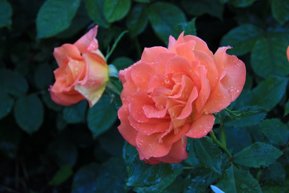Роза чайно-гибридная Карамболь