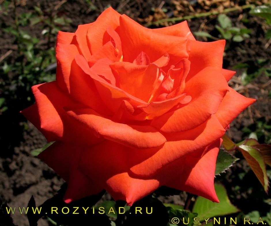 Роза Royal Dane