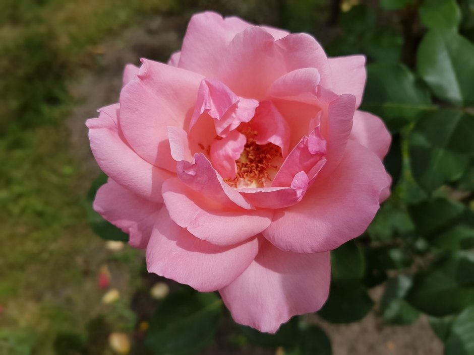 Роза саммер Роуз