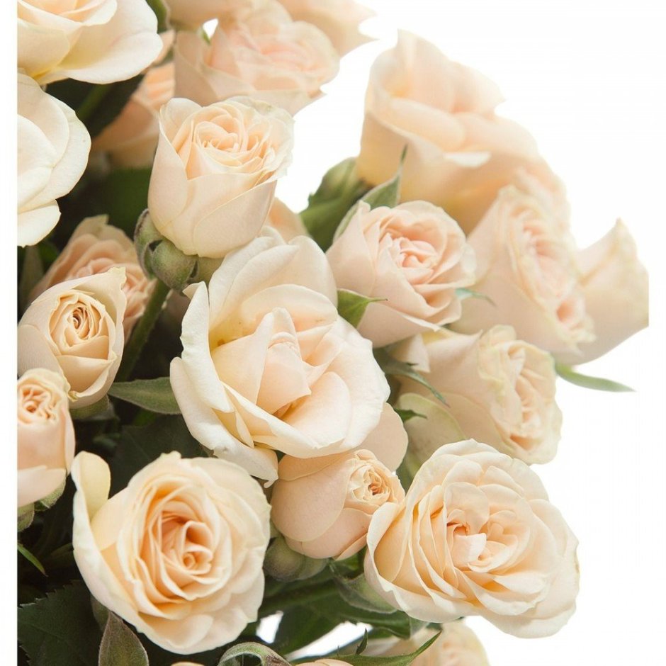 Кустовая роза кремовая розовая