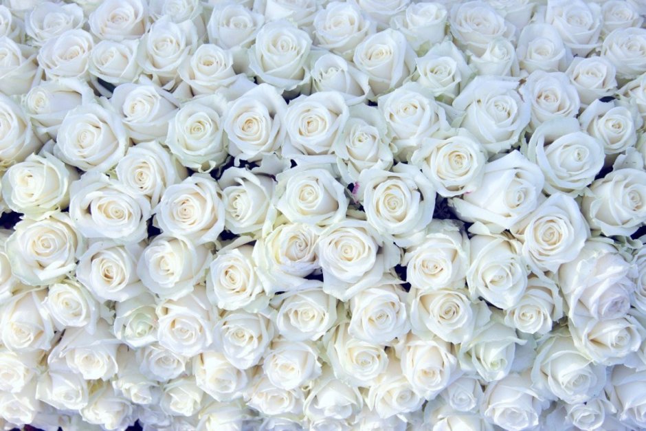 Белые розы кипельно белые