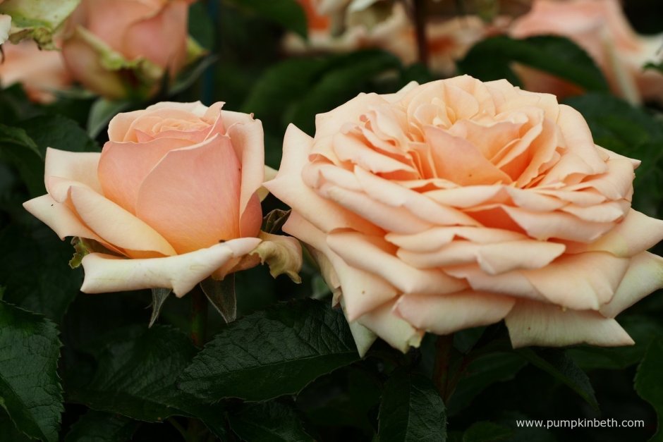 Сорт розы Линда Беллингем