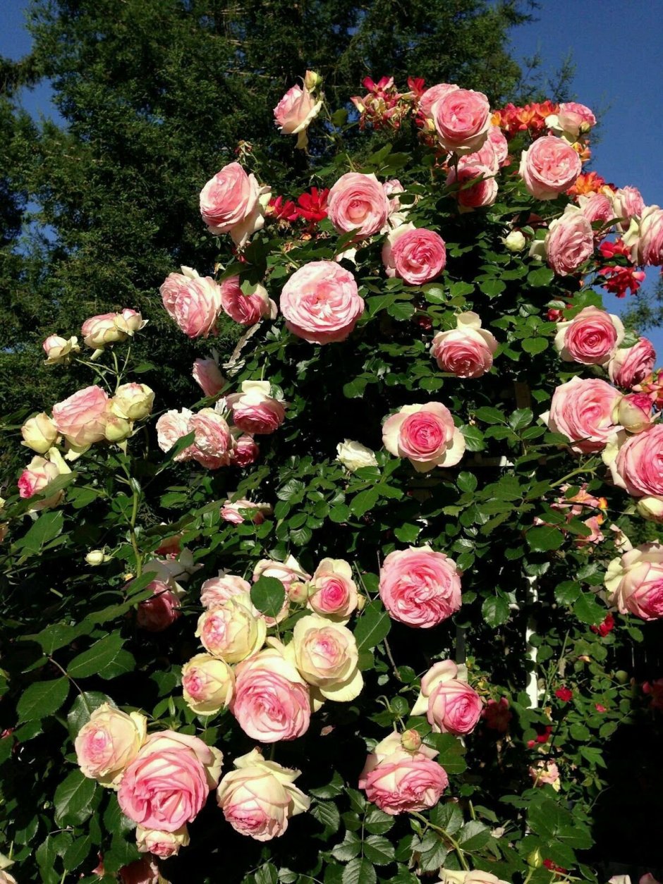Элегантные розы макро