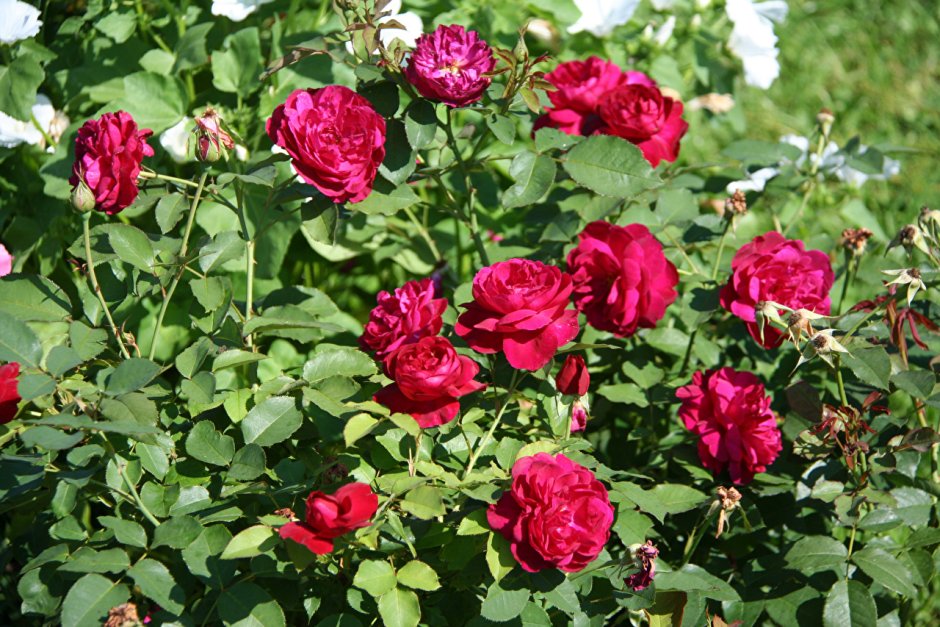 Кларет (Claret) роза чайно-гибридная