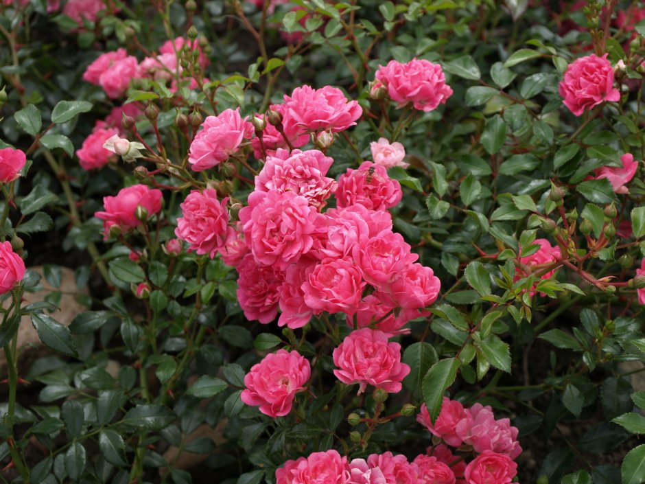 Роза почвопокровная Pink Fairy