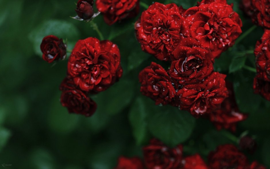 Пионовидная роза красная