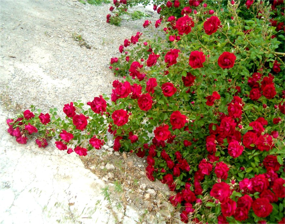 Ред Свани почвопокровная роза