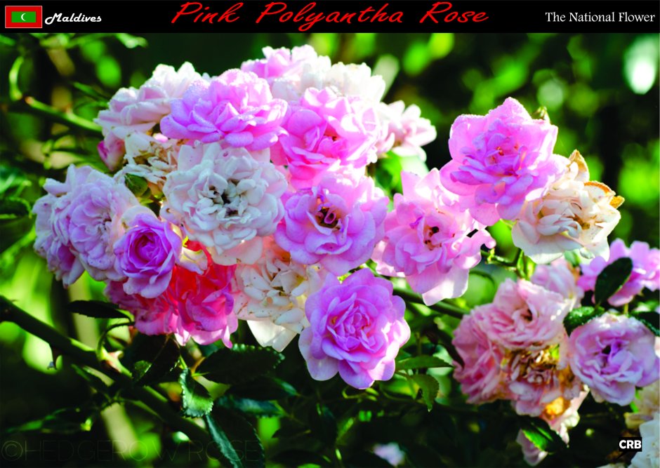 Роза полиантовая Феерие