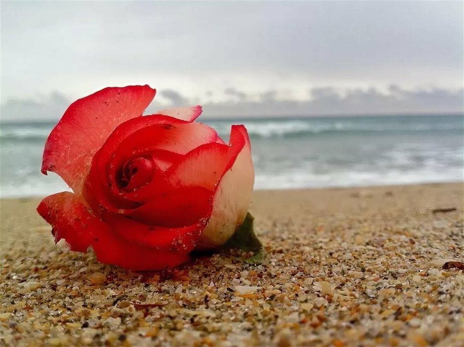 Красные цветы на море