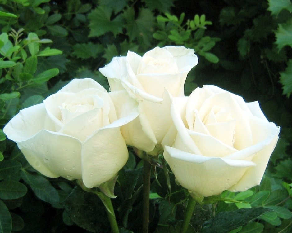 Роза белая чайно-гибридная белая лебедь