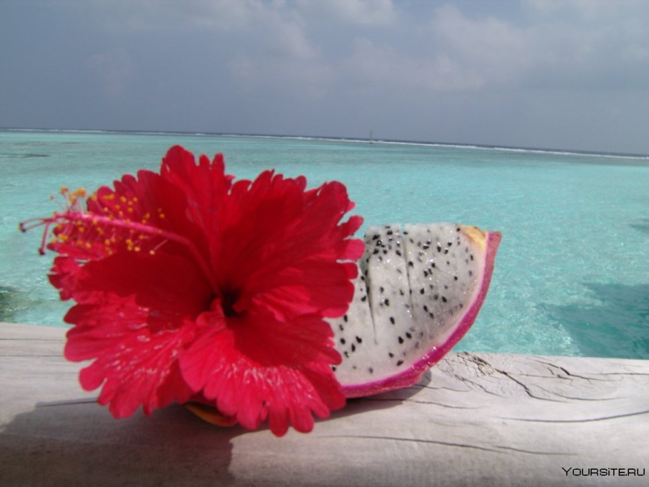 Цветы на Мальдивах