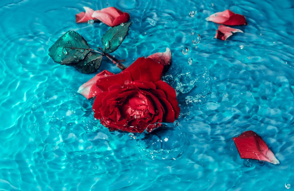 Красный цветок в воде