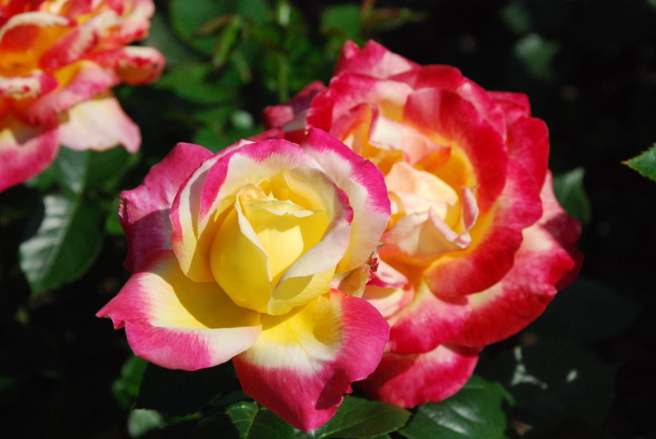 Флорибунда трехцветная роза флорибунда