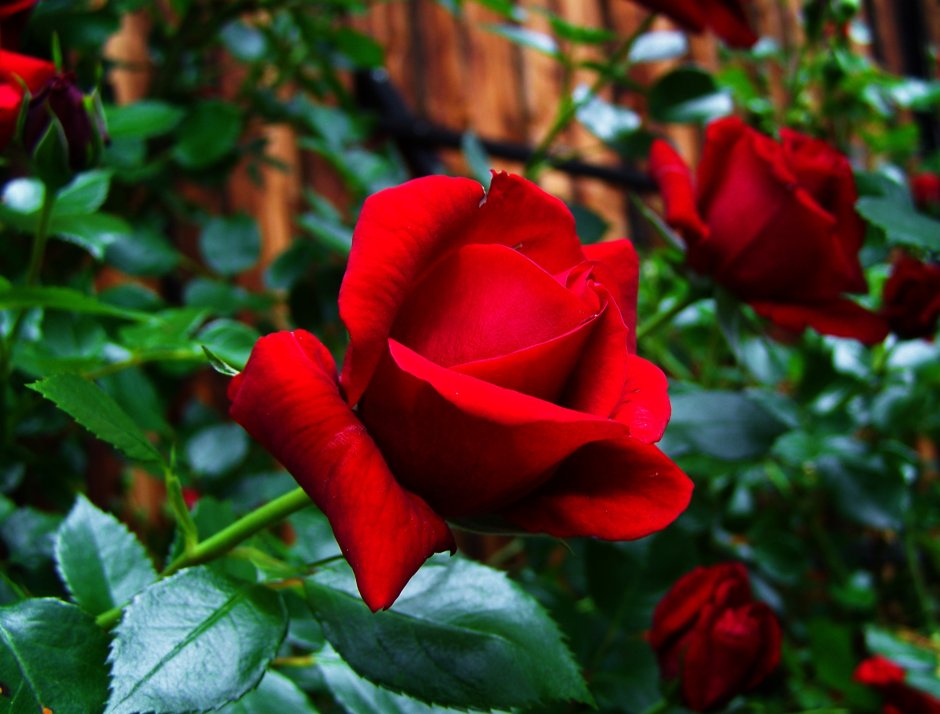 Крутой фон розы
