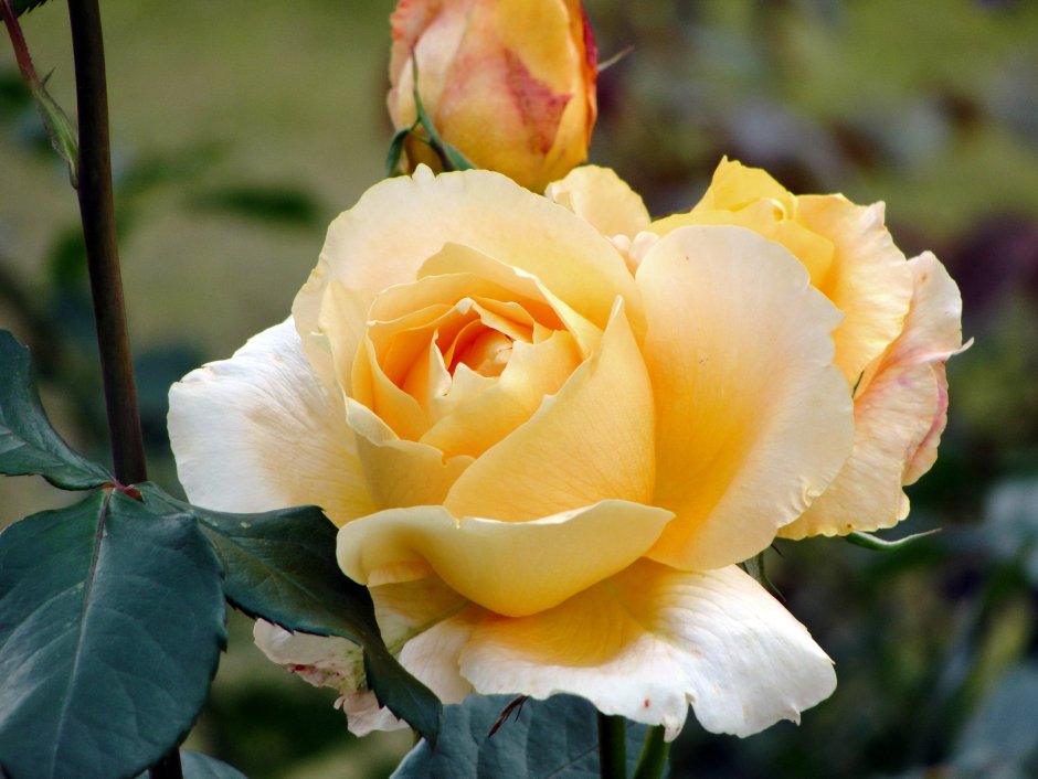 Розы дамасские желтые