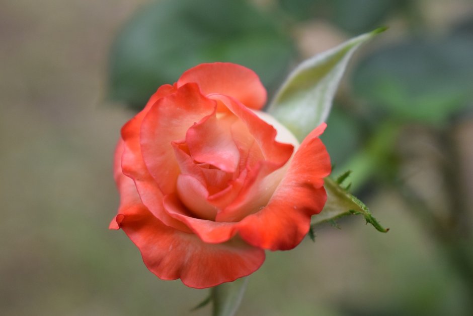Роза Колумбия