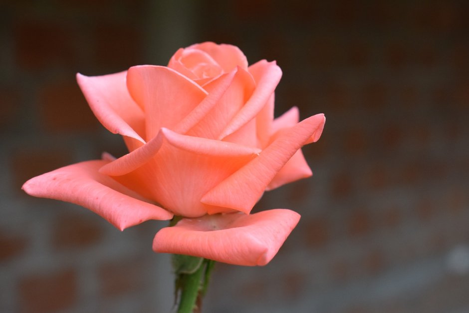 Эквадор розы плантации цветов