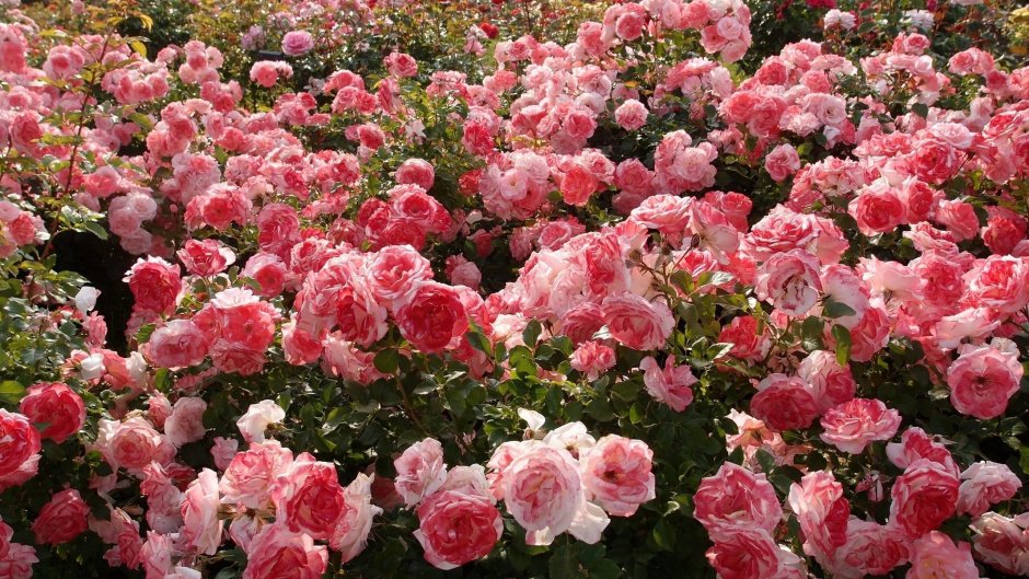 Плантации роз в Голландии