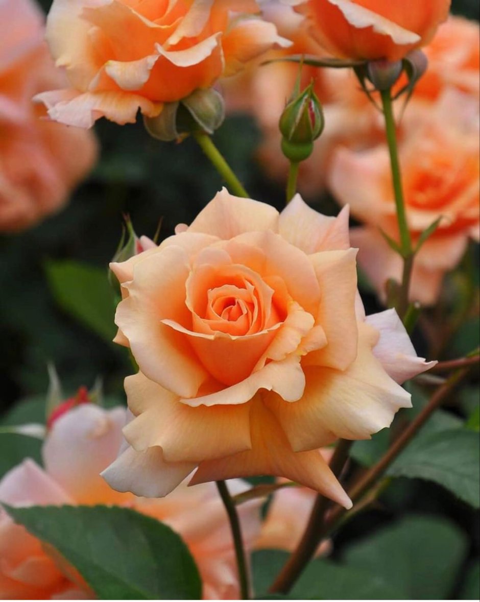Розы персикового цвета