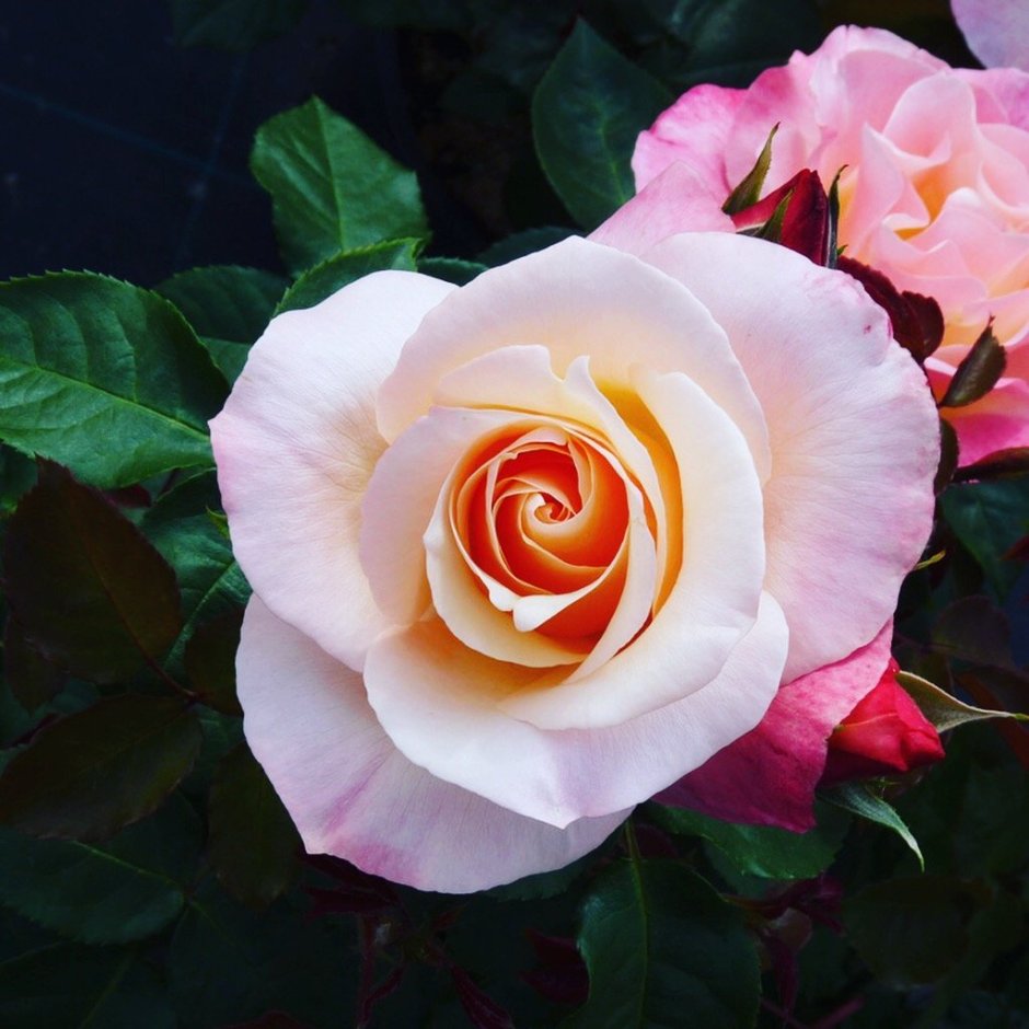 Чайно гибридные розы персикового цвета