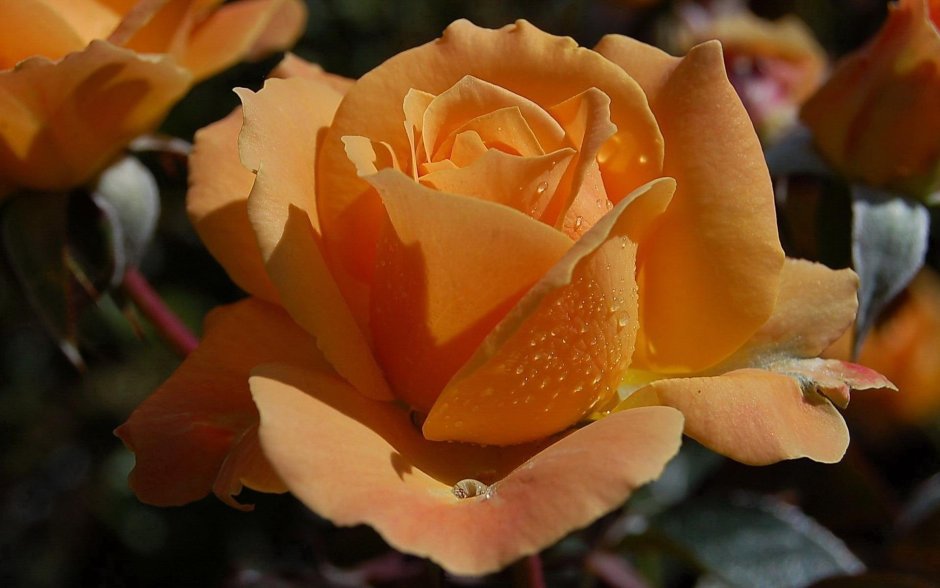 Сорт розы Карамболь
