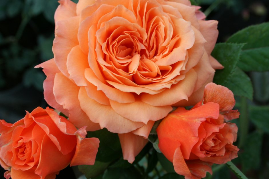 Роза шраб Belvedere