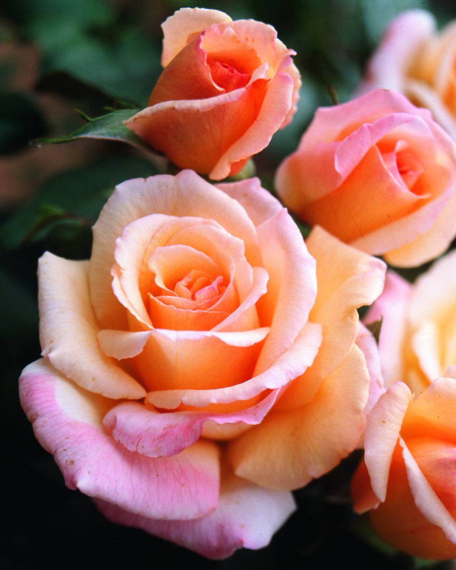 персиковые розы фото