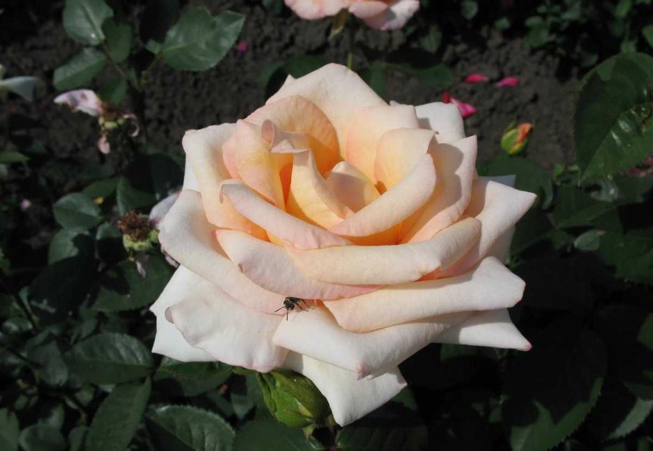 Версилия Versilia роза