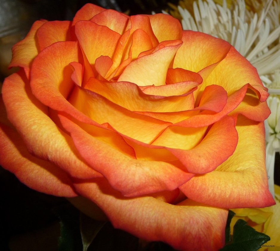 Роза нектарин Эквадор
