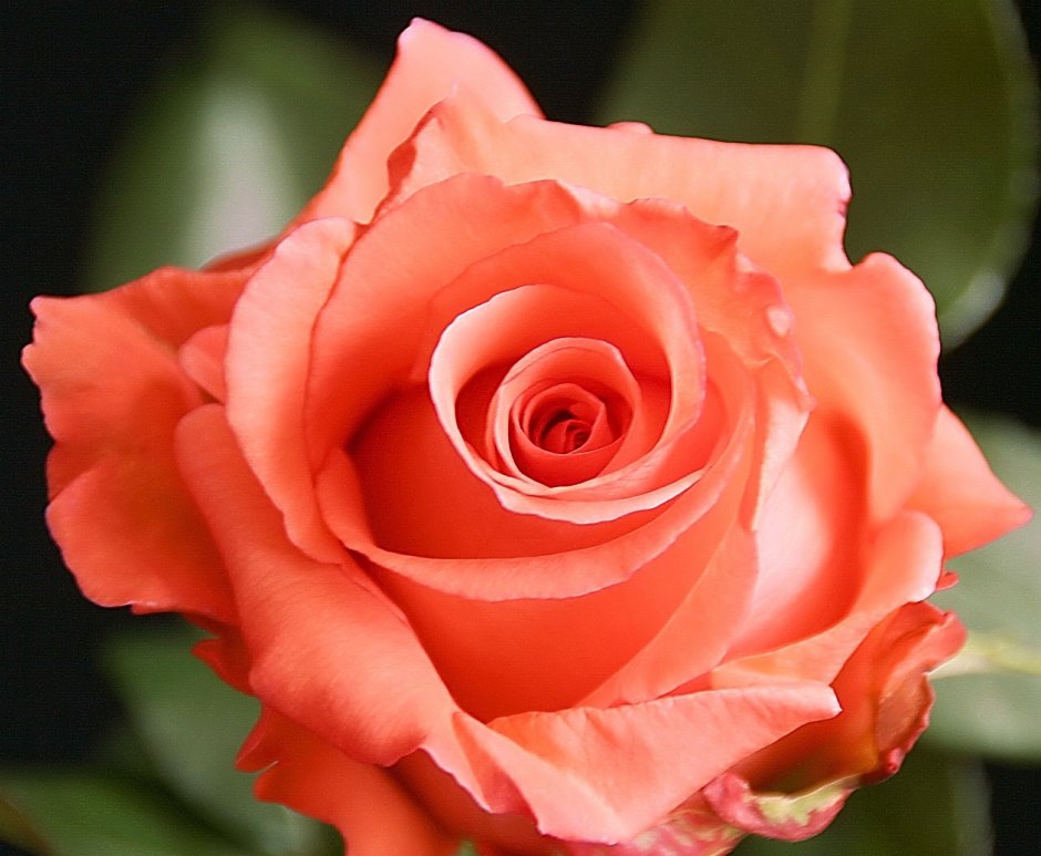 Роза чайно-гибридная кораллового цвета