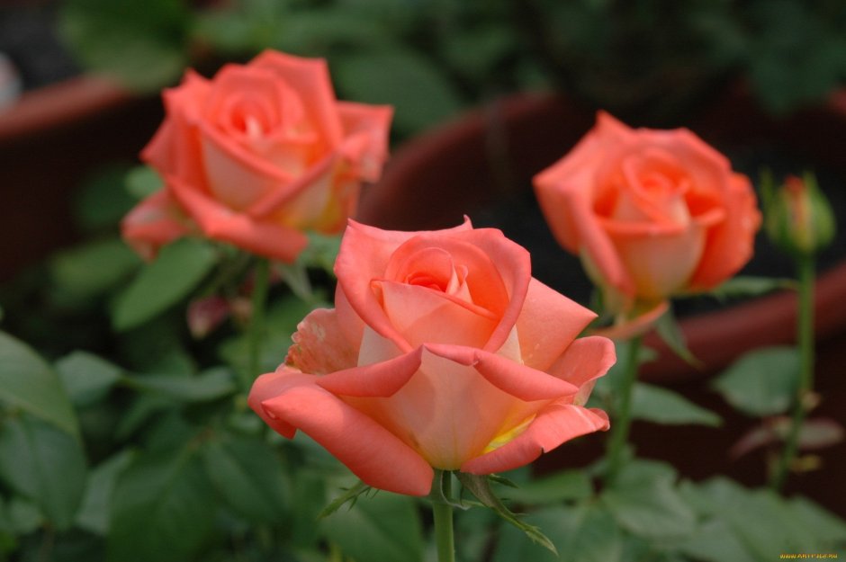 Розы персиково-розовая куст