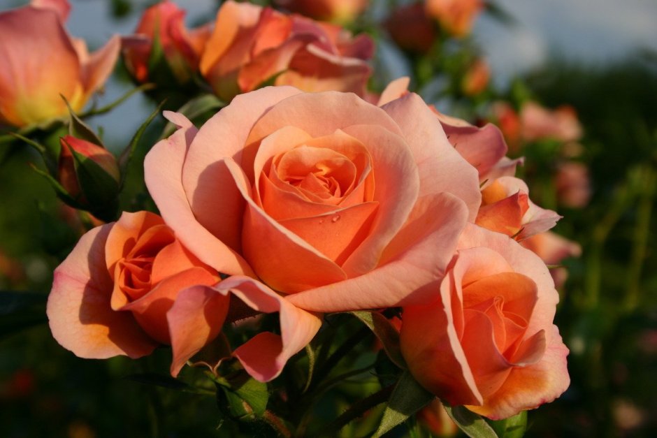 Роза флорибунда Априкола