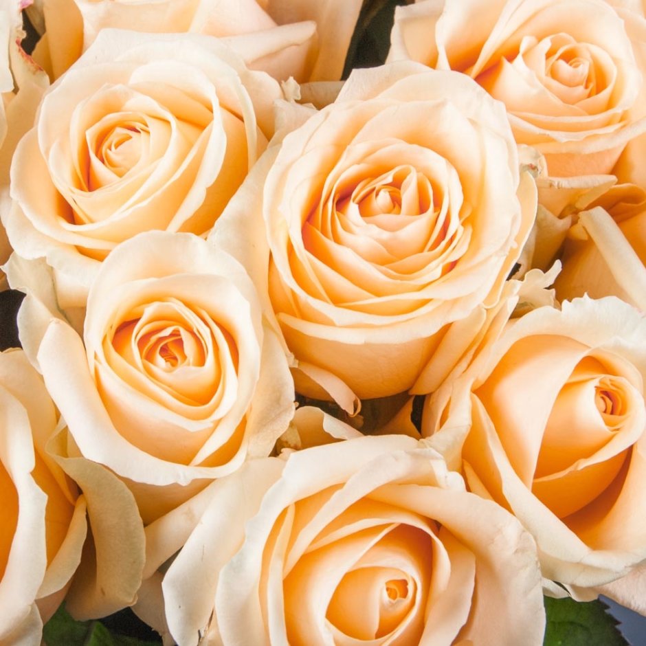 Роза флорибунда персиковая
