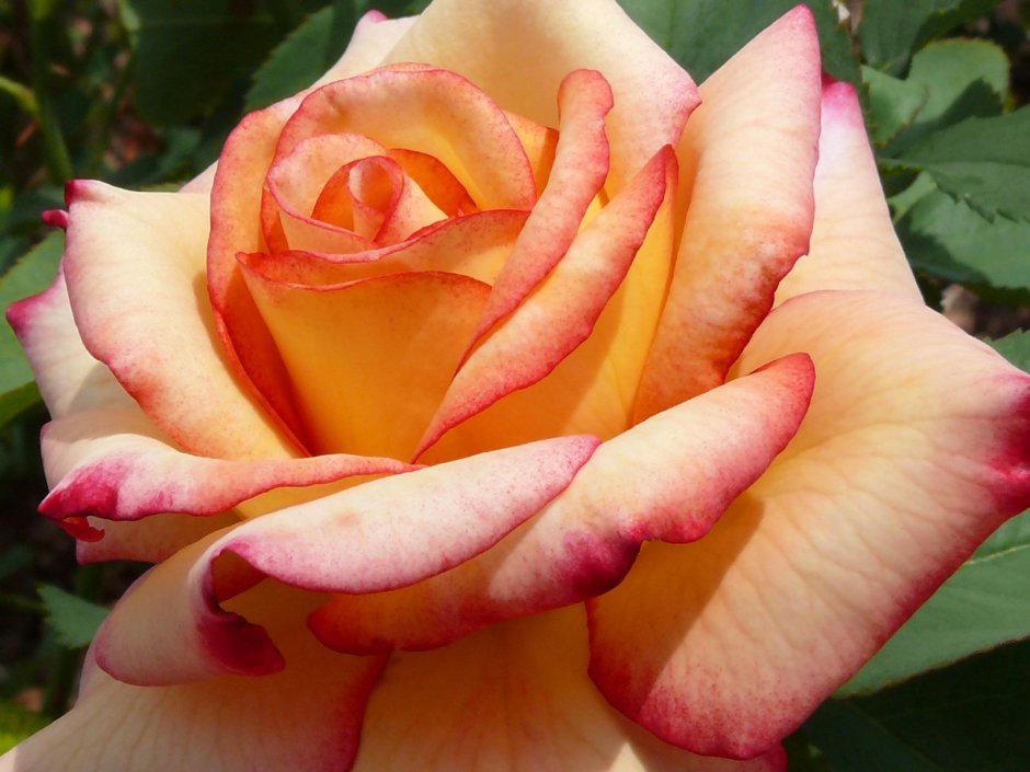 Роза персиковая чайно-гибридная