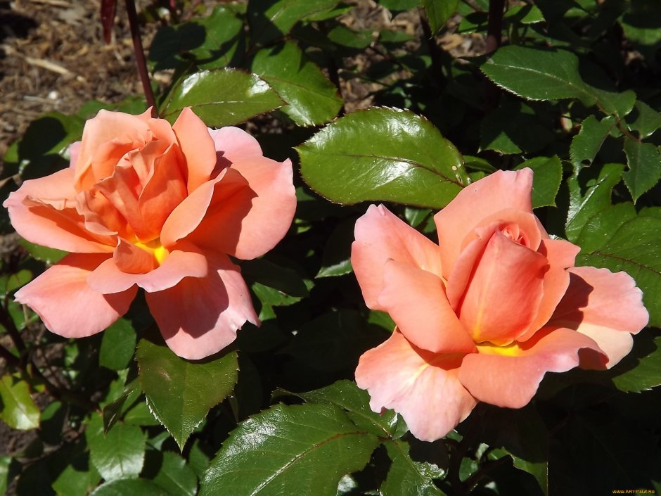 Роза Маниту персиковая, розовая