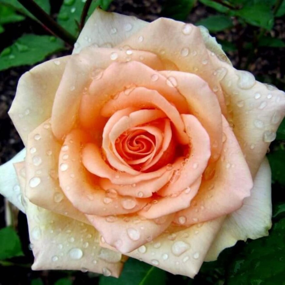 Роза чайно-гибридная Versilia (Версилия)