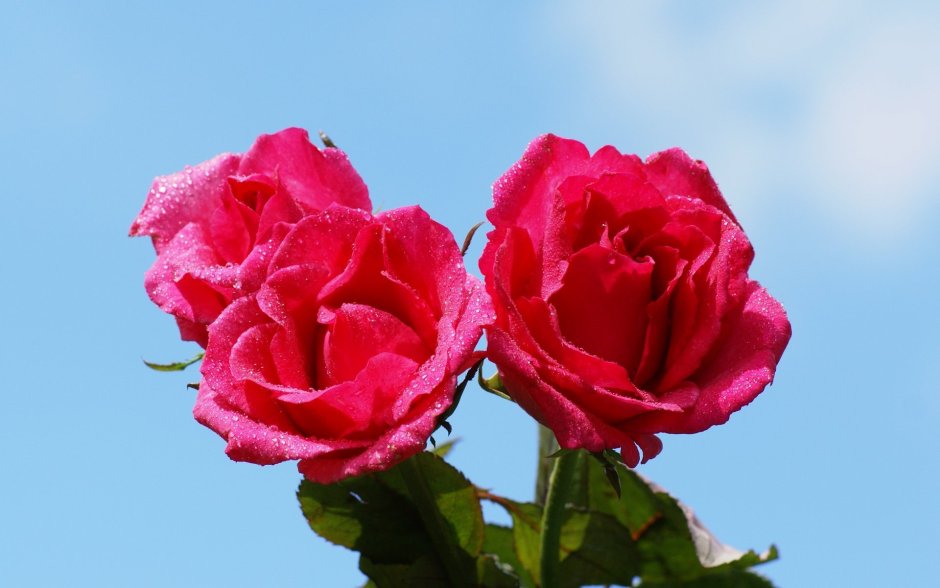 Дарк Пинк Dark Pink роза