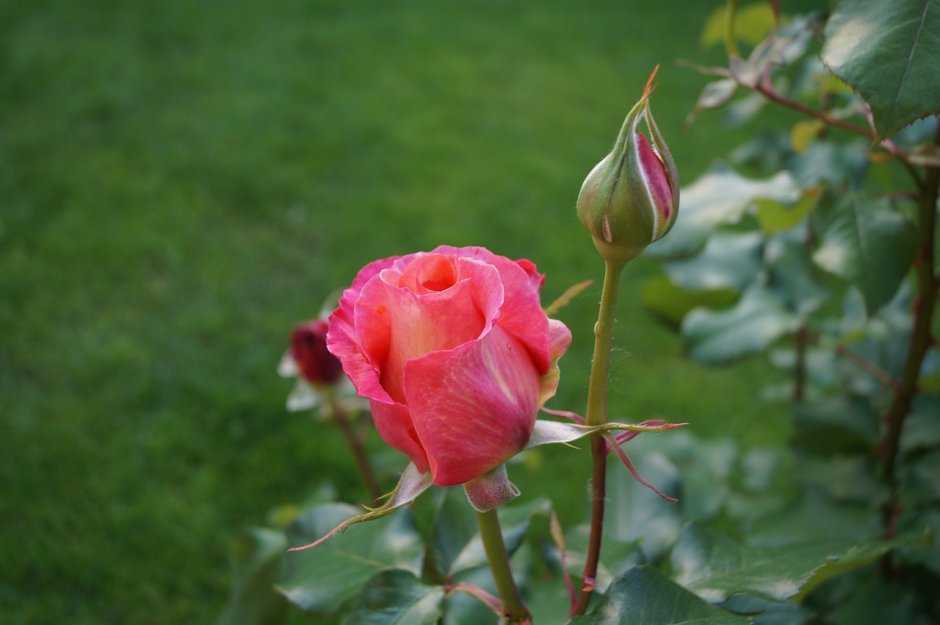 Садовая роза бутон