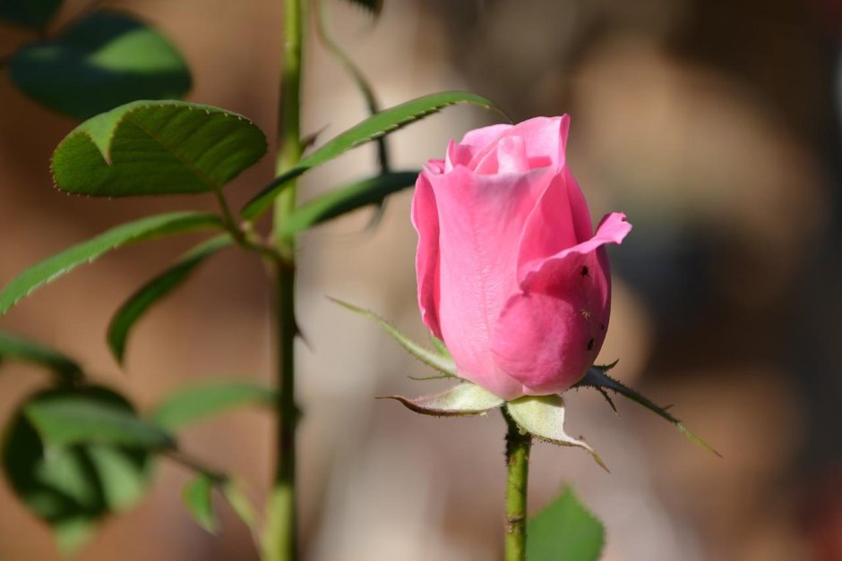 Цветоножка розы