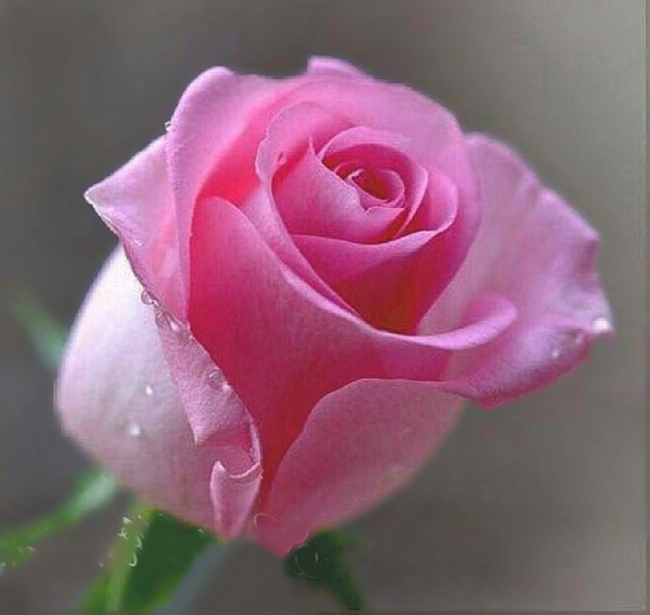 Самые красивые розовые розы