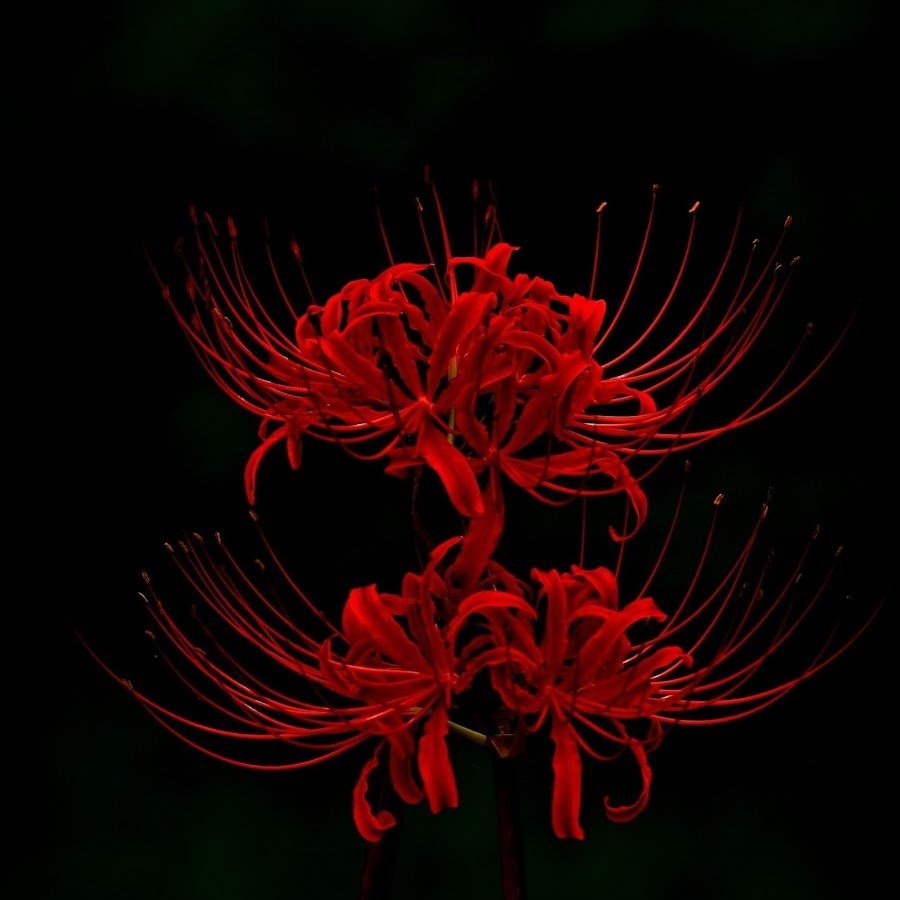 Японский цветок смерти Хиганбана