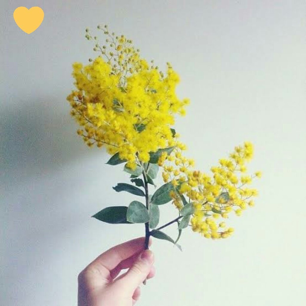 Букет мимозы. Мимоза желтая цветок. Мимоза Эстетика. Желтые цветы которые дарят на 8