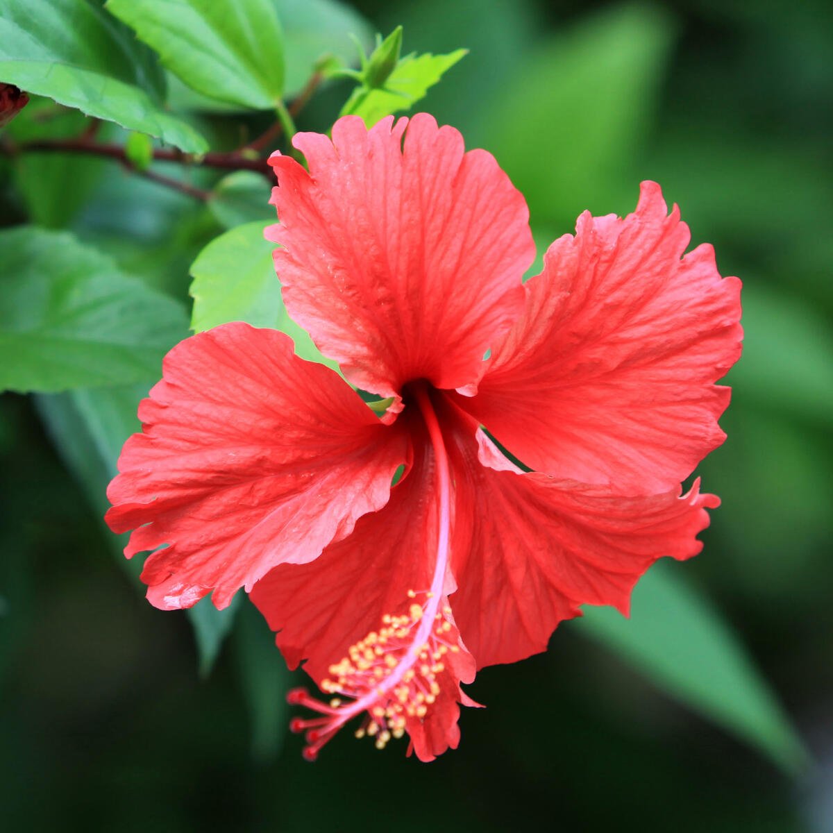 Гибискус вкус. Гибискус Синенсис. Гибискус Rosa sinensis. Каркаде (гибискус). Hibiscus Rosa-sinensis.