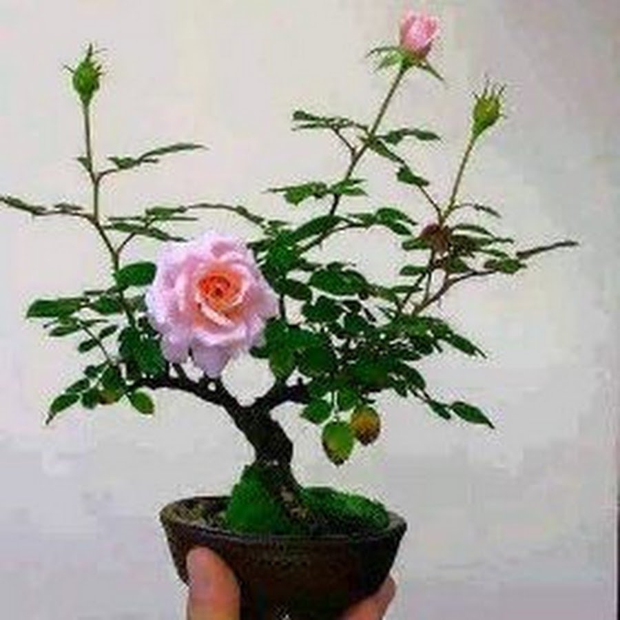 Бонсай роза дерево